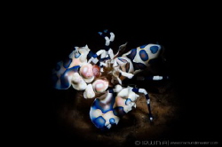 S N O O T 
Harlequin shrimp (Hymenocera picta)
Tulamben... by Irwin Ang 